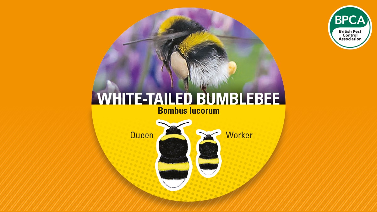 Bumblebee white tail Bumblebee white tail